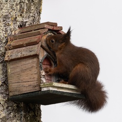 Tiere im Garten